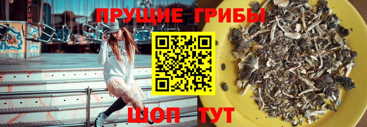 Нововоронеж  Псилоцибиновые грибы мицелий  Псилоцибиновые грибы мицелий  Вход с VPN 